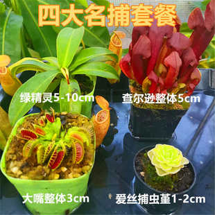 食虫植物新手套餐盆栽捕蝇草猪笼草瓶子草茅膏菜狸藻捕虫堇食人花