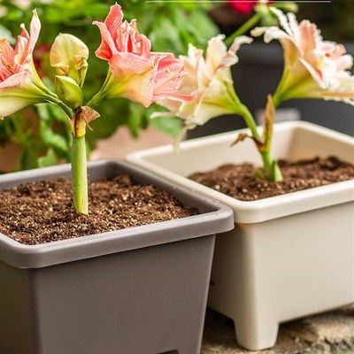 加厚树脂花盆阳台方形爱丽丝球根朱顶红满天星铃兰花种植盆