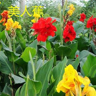 湿地美人蕉苗绿化沼泽美人蕉花苗水生植物美人蕉种球庭院河边浮岛