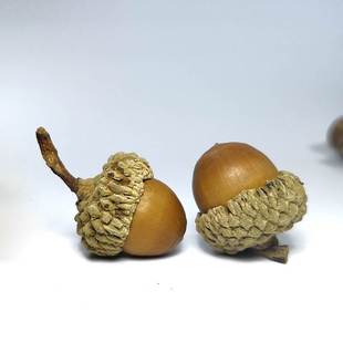 橡子大橡木果橡实果饰品橡子果橡树果帽挂饰道具幼儿园乾燥花橡树