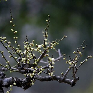 厂家绿梅盆景树桩盆栽浓香耐寒绿萼梅花苗阳台庭院花卉Y植物室内