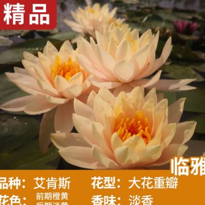 鱼池水生植物大睡莲种根碗莲带花苞发货鱼池浮莲圆心浮萍水草池塘