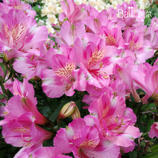 Ball园艺六出花盆栽秘鲁智利百合易养护盆栽根系发达阳台庭院花卉