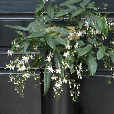 泰国红萼垂丝茉莉垂枝茉莉冬季开花多年生室内木本植物 植如初见