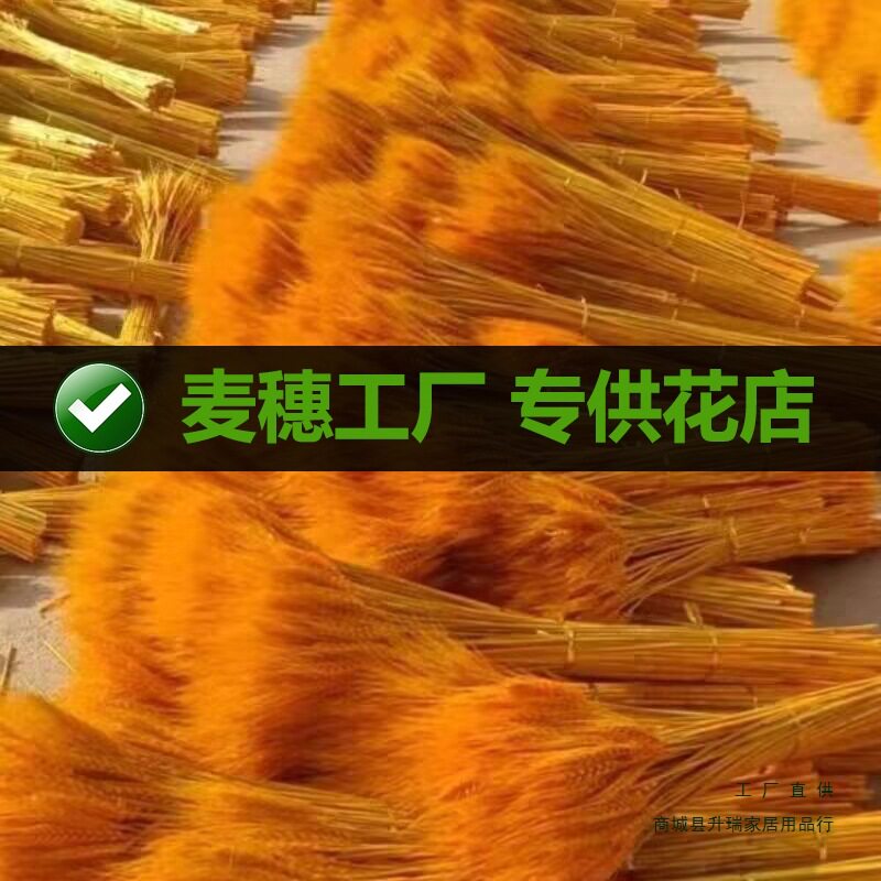 天然麦穗干花大麦花束花店花篮麦子小麦客厅装饰批发厂家摆件