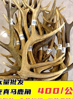 极速单支马鹿角鹿角胶熬胶原料台面摆件可入药打粉工艺品抄网DIY