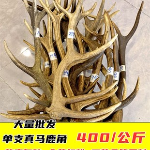 极速单支马鹿角鹿角胶熬胶原料台面摆件可入药打粉工艺品抄网DIY