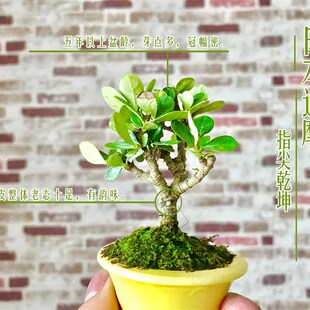 极速稀有栀子花小叶寿星重瓣日本达摩清誉小微型指尖盆景茶宠开花