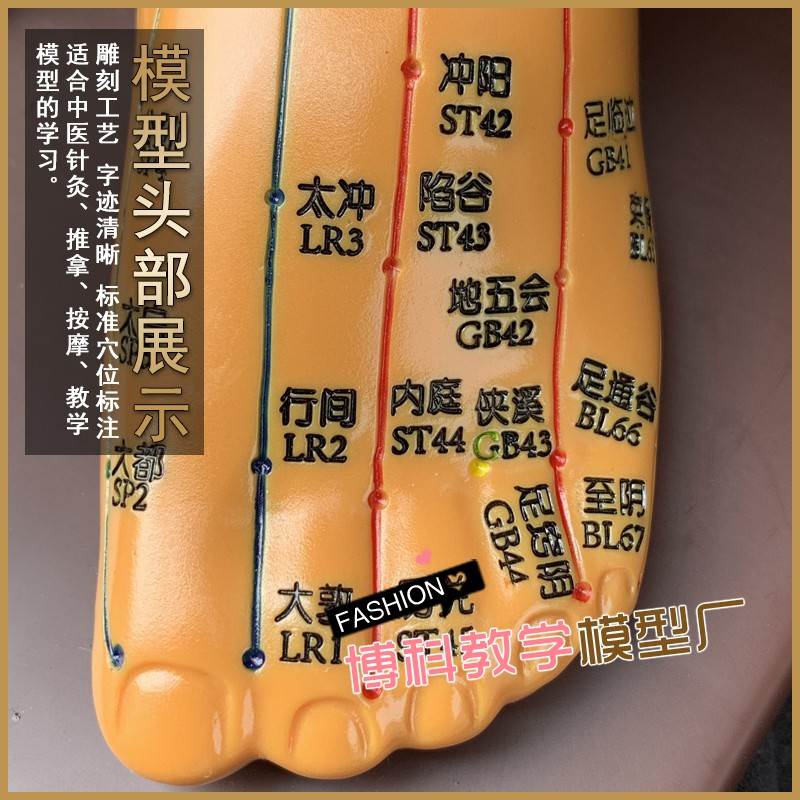 中医针灸穴位图人体模型教学85男全身皮十二经络小人针灸穴位模特