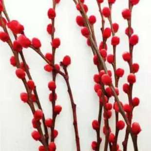 新品【保障】银e柳真花鲜枝年宵花卉银柳干花花束彩色柳枝耐寒水