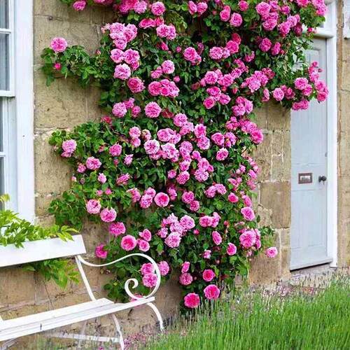极速藤本月季花苗爬藤特大花浓香四季庭院阳台攀援植物爬藤蔷薇母