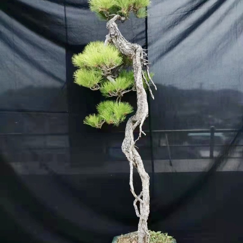 提根文人黑松五针松盆景黄山松大型造型老桩迎客松庭院阳台绿化树