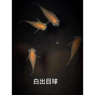观背青鳉鱼球体青鳉迷你球体鱼冷水鱼圆球鱼少女鱼猫S鳉鱼球体鱼