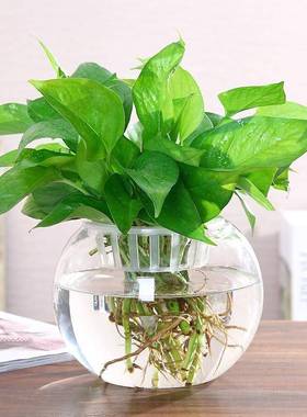 玻璃钢花盆透明玻璃花水培绿萝花盆客厅室内鱼缸圆形水养器皿