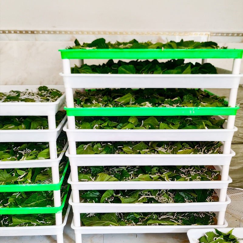 蚕塑料匾小工具蚕户养蚕专用簸箕耐用养蚕蚕箔养殖匾喂蚕大用蚕工