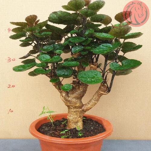 极速Bonsai plants indoor four seasons evergreen real flower