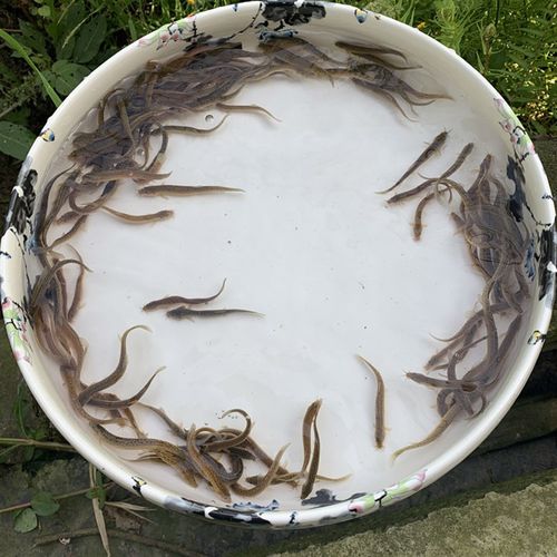 本地泥鳅水花 台湾泥鳅水花苗 圆头青鳅鱼苗金鳅水花苗快大品种