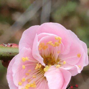 【湖西梅园】原生华农晚粉梅花扦插新品两年苗盆养熟桩宫粉类