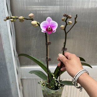 麒麟兰苑趣味蝴蝶兰带包带花盆栽室内阳台四季鲜花花期长