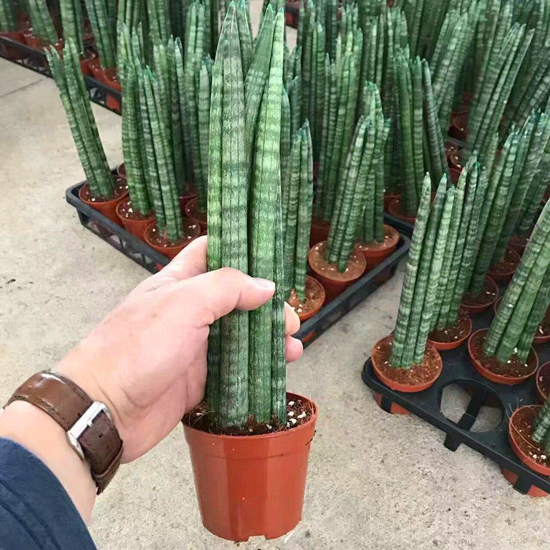 极速虎皮兰绿植 棒叶虎尾兰 白玉虎皮兰包邮 虎皮兰植物绿植室内