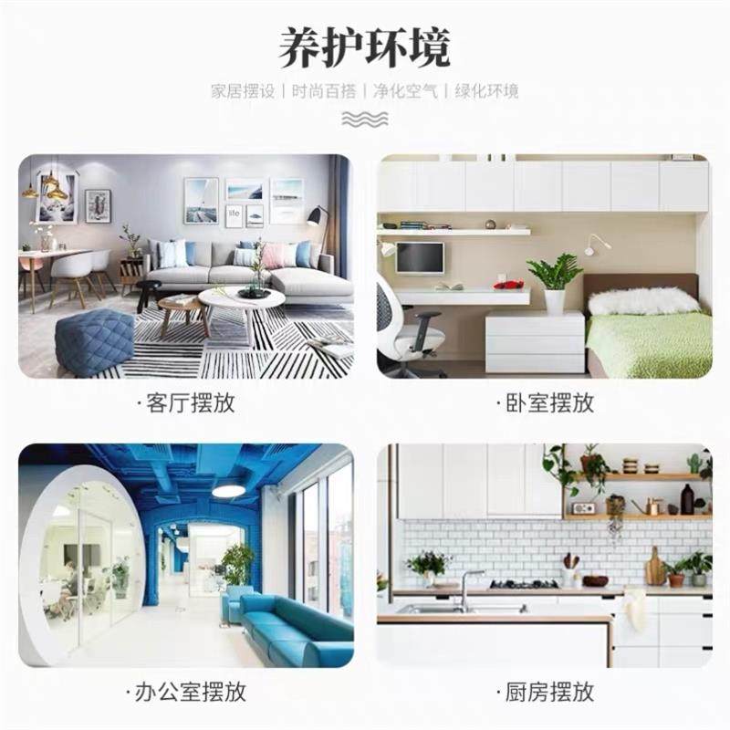 好货室外吊兰花婚纱吊蓝花植物真花适合放卧室的绿植放办公室高端图片
