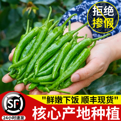 [湖南樟树新鲜辣椒岳阳产地直发薄皮嫩港青椒正宗下饭菜顺丰旗舰店]