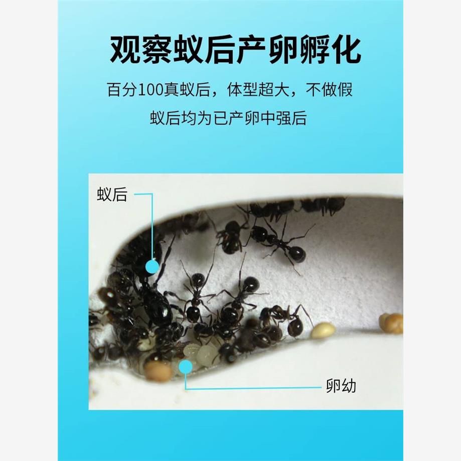 正品蚂蚁城堡蚂蚁工坊送收获蚁后学生观察生态箱蚁巢室屋庄园家园