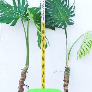 仙洞巨洞龟背竹老桩龙鳞大型盆z栽净化空气植物客厅室内北欧风绿