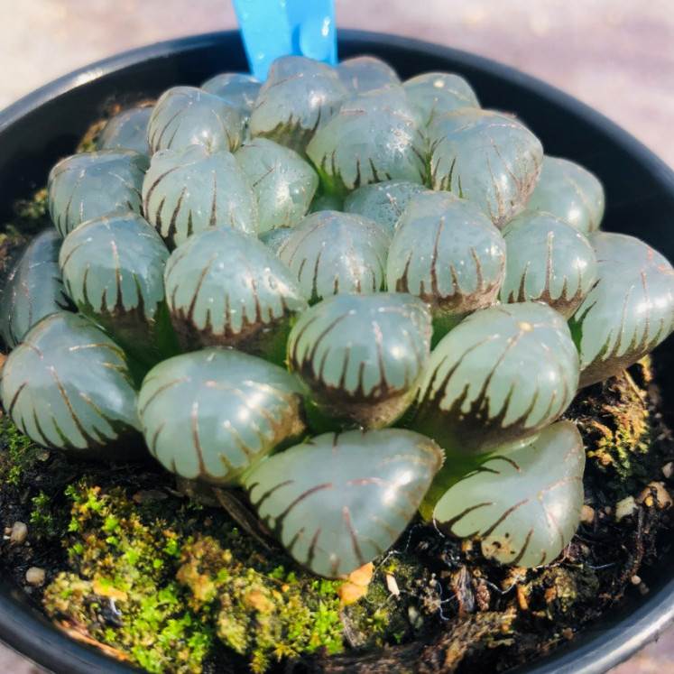 玉露多肉植物组合盆栽包邮新款超萌多肉清棚 室内绿植花卉含盆