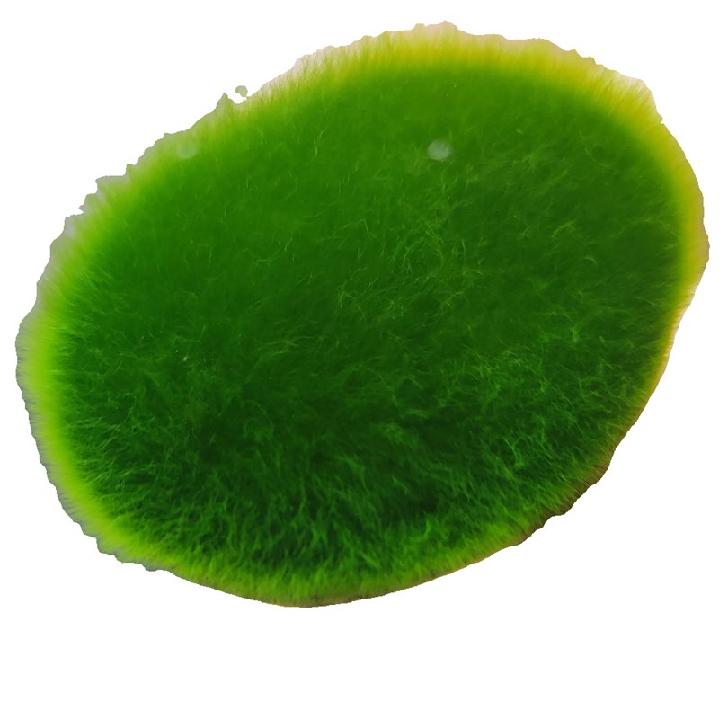 短绒藻长绒藻绿藻石绿藻种藻球绿藻苏虾藻鱼缸绿藻绿苔种水草净化