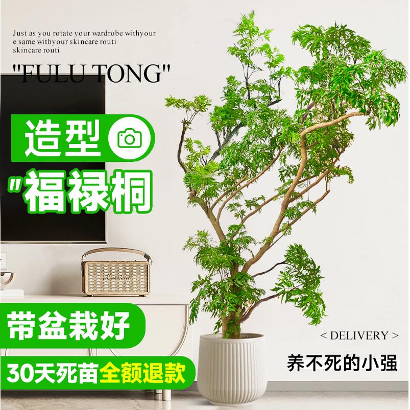 速发羽叶福禄桐盆栽大型绿植室内客厅落地金钱兜盆景造圆型叶禄植