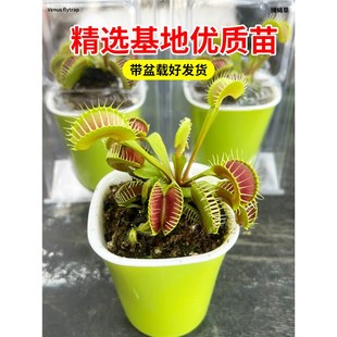 快速发货捕蝇草盆栽猪笼草v苗食虫草捕蚊草食人花食蚊草超大捕虫