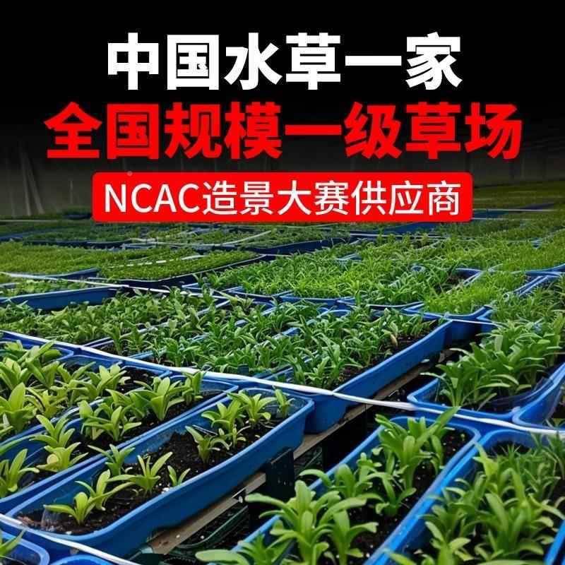 养鱼小鱼缸水草植物真鱼水草水榕草缸水造景培蜈蚣草绿JOU菊包邮