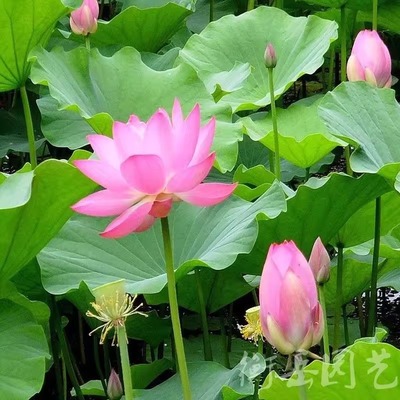 2025正宗新太空莲36号食用莲种子