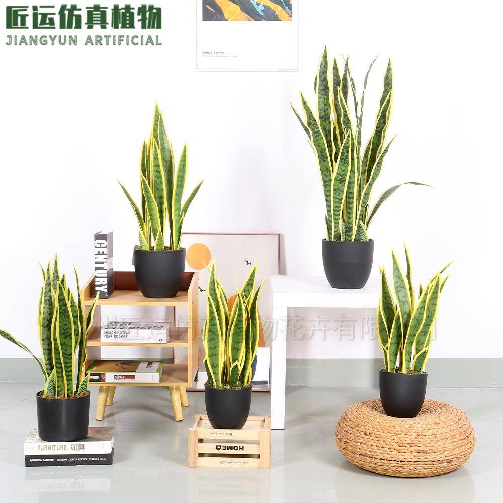 仿真黄边虎皮兰人造外母舌虎皮兰小摆件造景装饰仿真虎皮兰