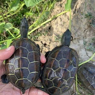 极速观赏龟大纯正宗苏北中华金线草龟苗金钱幼龟活龟小乌龟活物石