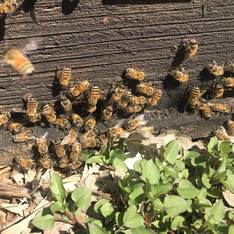 意蜂群笼蜂活体蜜蜂蜂群意蜂蜂群低价包邮意蜂群笼蜂交尾生产王