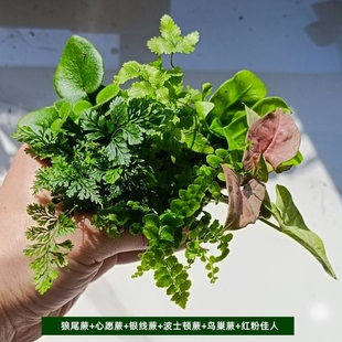 古法鱼缸网纹草迷你盆栽diy苔藓植物水陆缸造景鲜活蕨类绿植大全