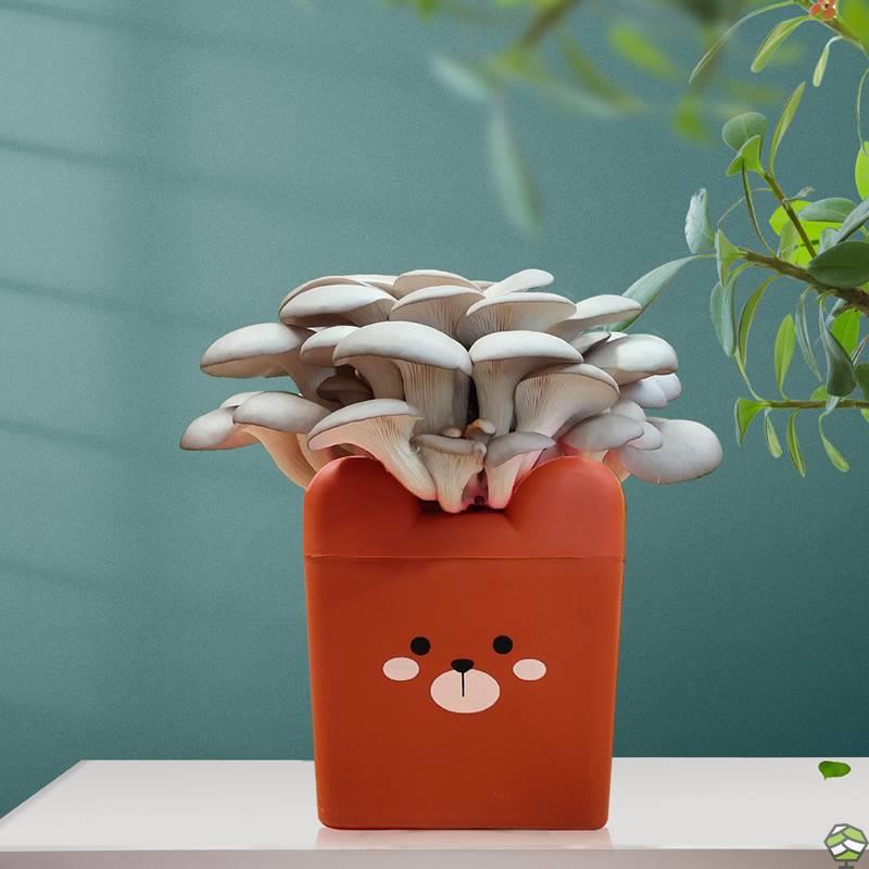 平菇卡通盒装蘑菇种植包菌包阳台桶装菌菇种家庭养种食用菌种盆栽