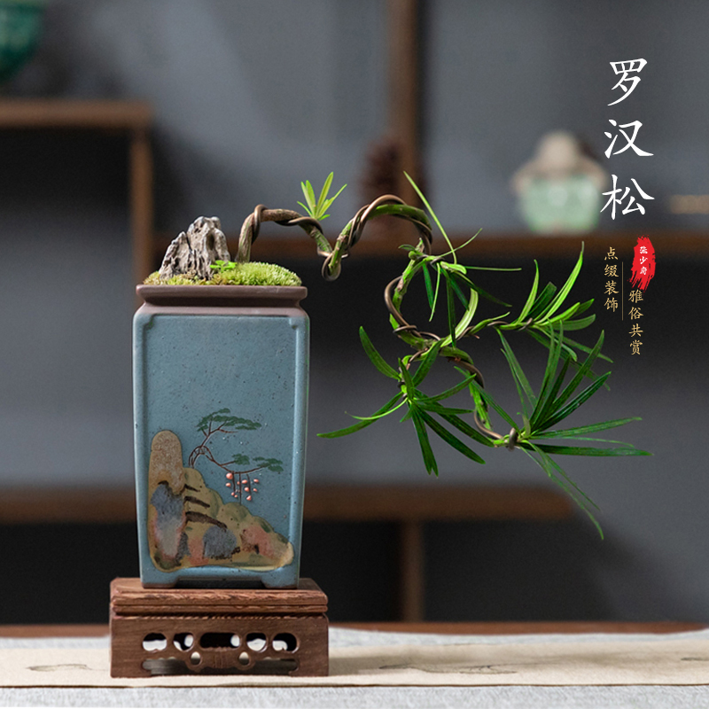 罗汉松盆景室内植物摆件造景绿植桌面新中式茶桌造型真树老桩盆栽