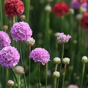 海石竹花苗室外庭院植物阳台花卉多年生四季开花耐寒观花72穴盘苗