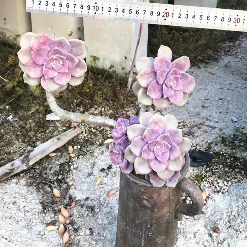 直播13号多肉植物 多头紫乐C悬崖老桩办公室小盆栽满28