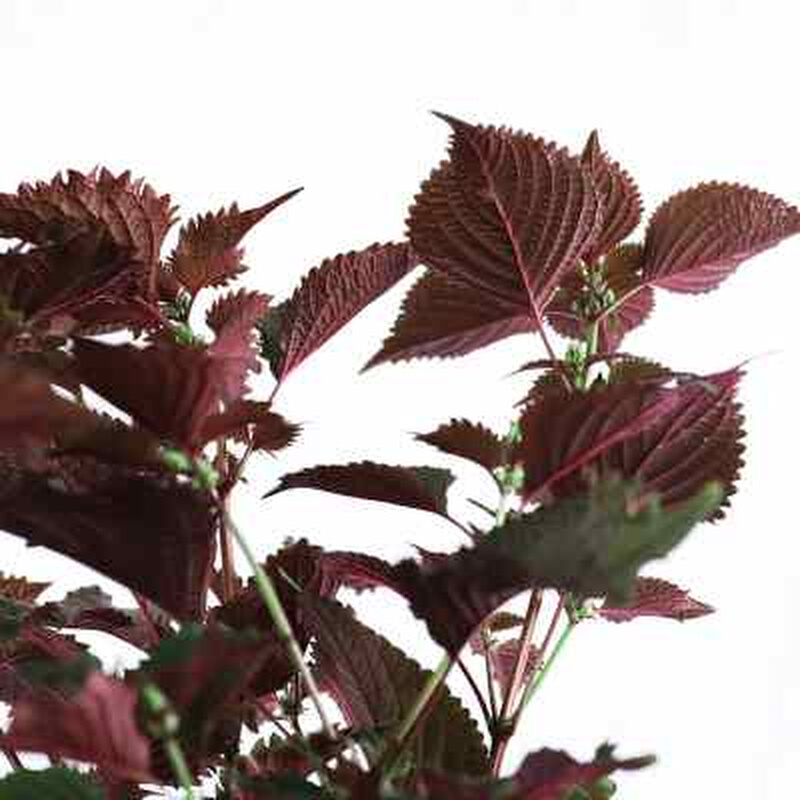 可食用紫a苏盆栽新鲜香草植物薄荷叶大盆罗勒阳台清香绿植窗台庭