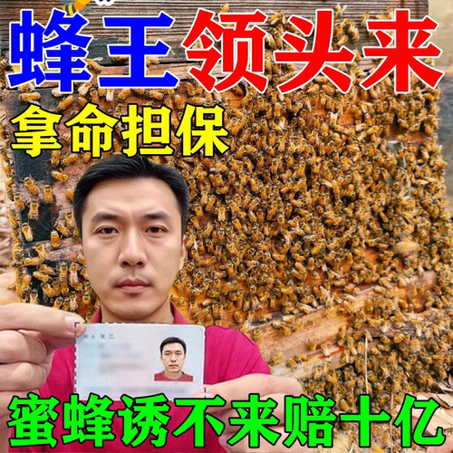 诱蜂膏正牌正品诱蜂神器蜂蜡野外引蜂招蜂专用强力诱蜂水剂信息素