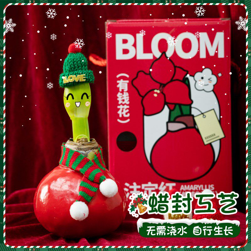 蜡封朱顶红种球进口重瓣绿植水培植物花卉室内办公室盆景礼盒礼物