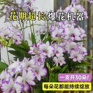 泼墨石斛兰带花苞日本白泼墨秋石斛四季室内花卉绿植阳台好养植物