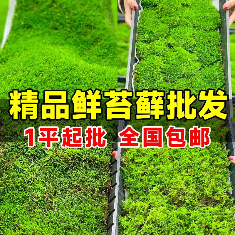苔藓鲜活微景观造景永生青苔藓庭院园林假山植物盆栽铺面绿植