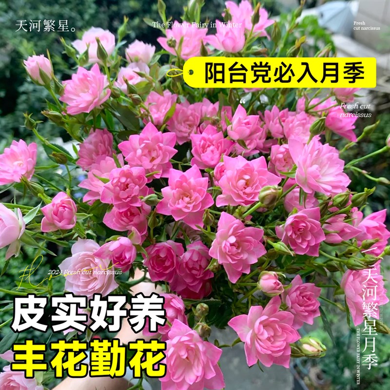 天荷繁星月季花苗微型灌木盆栽浓香大花天河四季开花玫瑰果汁阳台