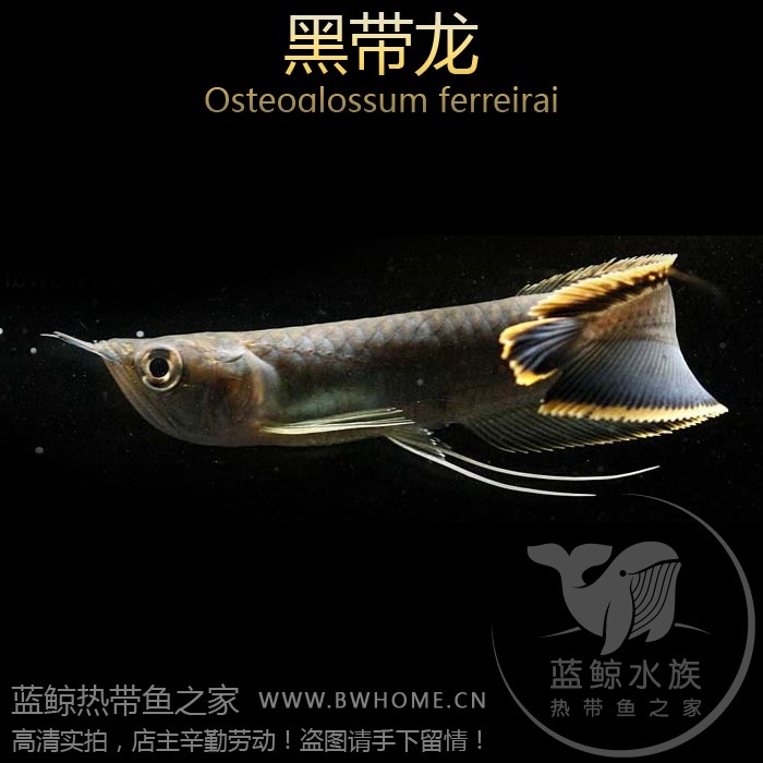 中上层七彩银龙鱼金龙鱼红龙鱼大型热带观赏鱼活鱼红眼黄化银龙鱼