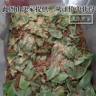 面包虫活虫种鸟食饲养散装盒虫干500饲料虫子鸟小号